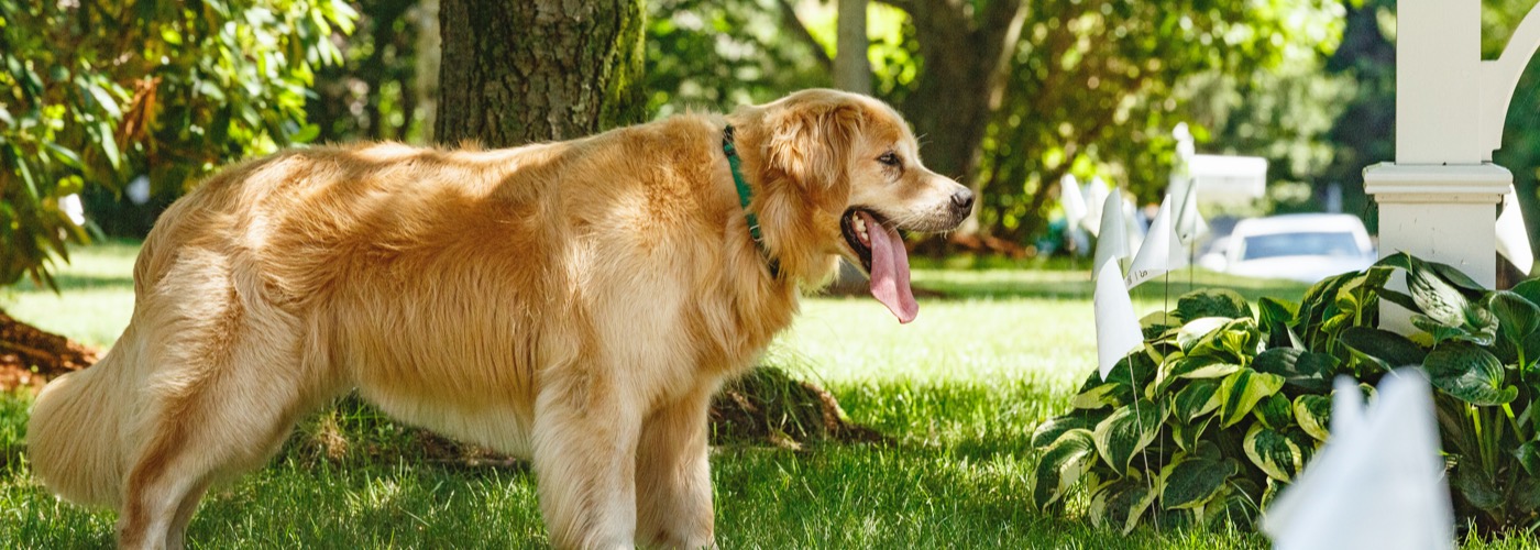 DogWatch of Southeast Ohio, Nashport, Ohio | Outdoor Hidden Dog Fences Slider Image