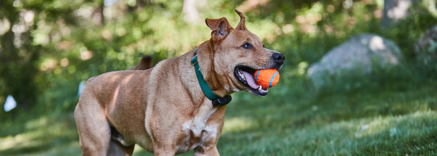 DogWatch of Southeast Ohio, Nashport, Ohio | ProFenceX Slider Image